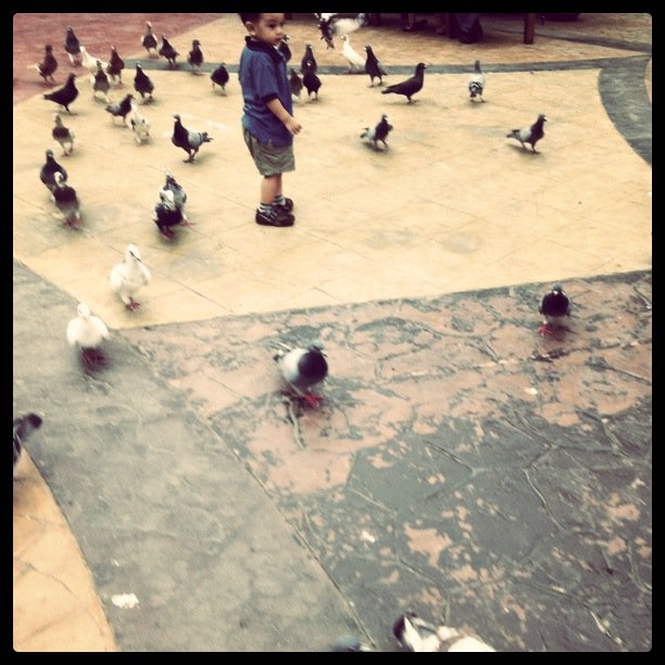 Noah and the Pigeons